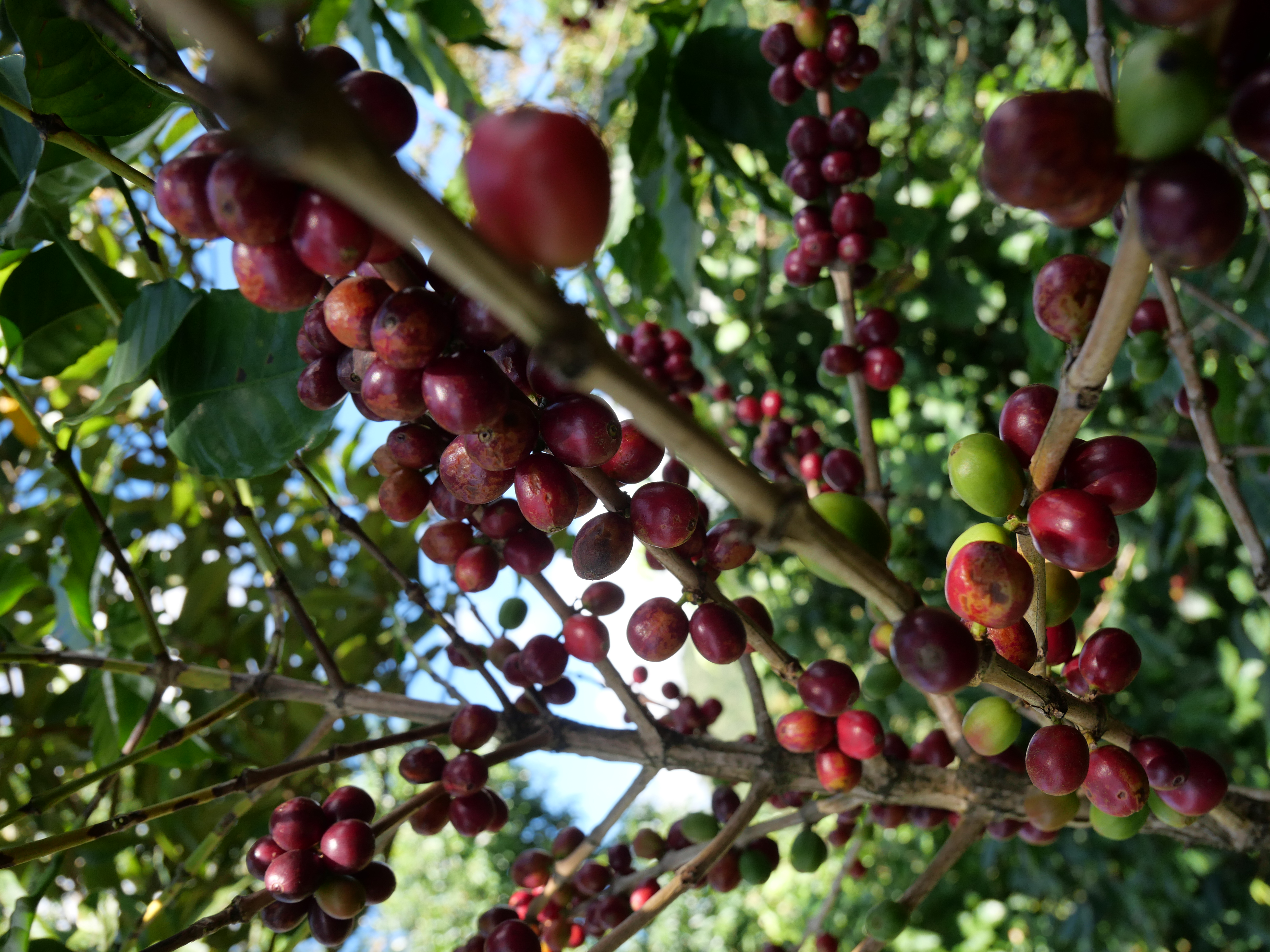 Coffee cultivation